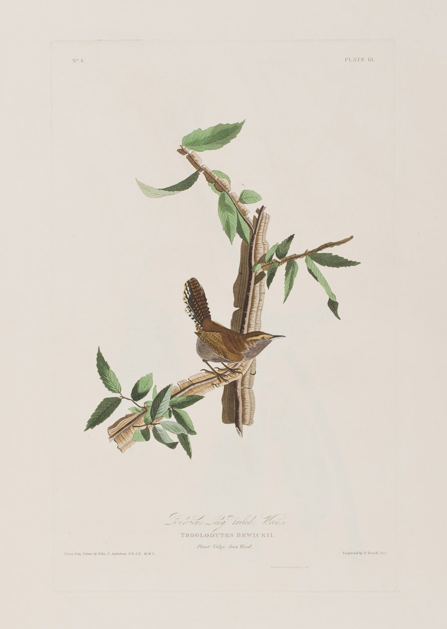Ilustrace z 