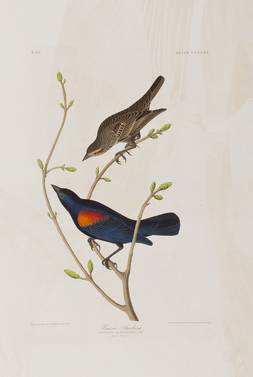 Ilustrace z 