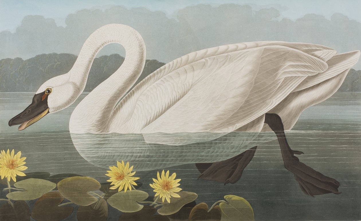 Ilustrace z 
