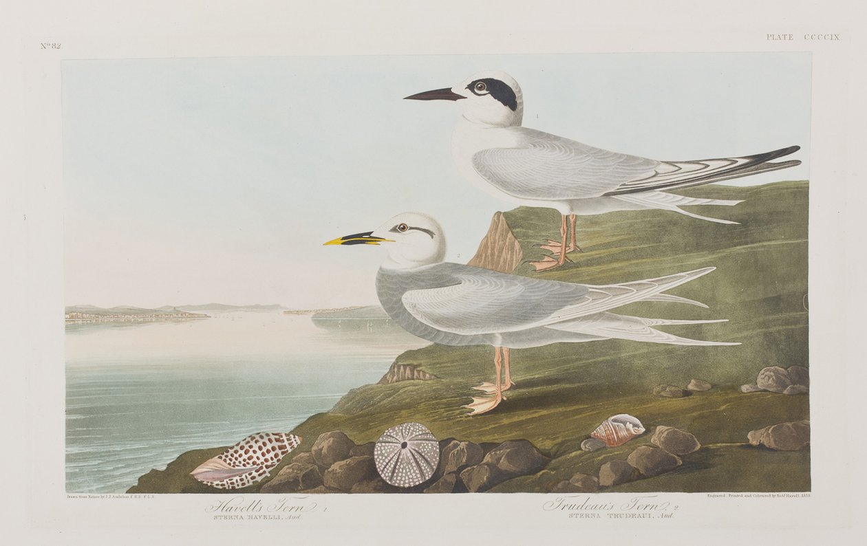 Ilustrace z 