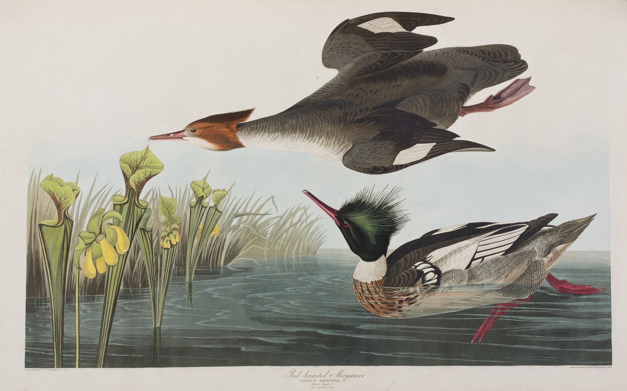 Ilustrace z 