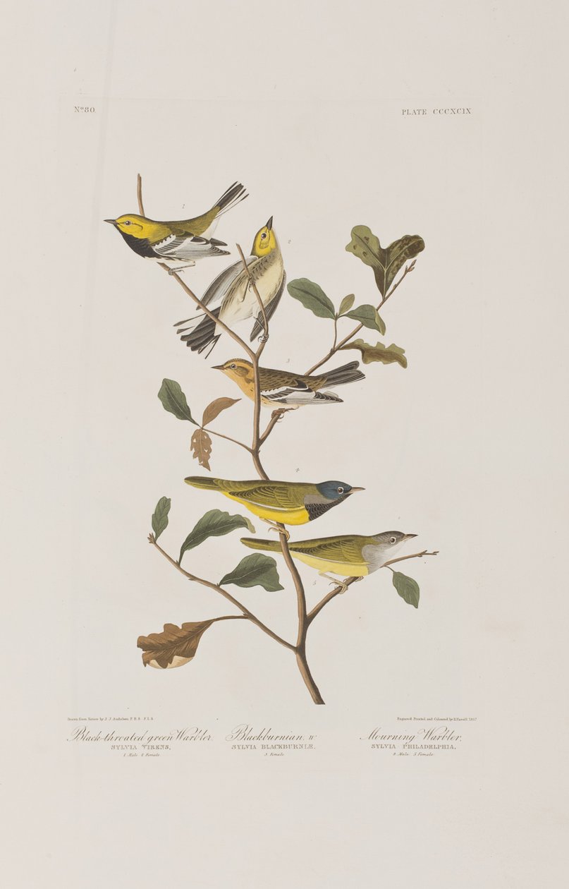 Ilustrace z 