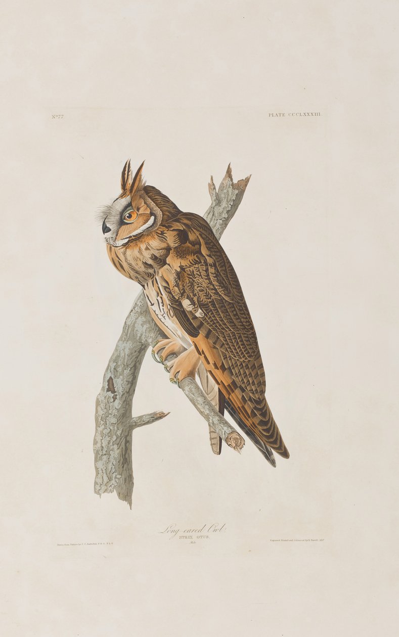 Ilustrace z 
