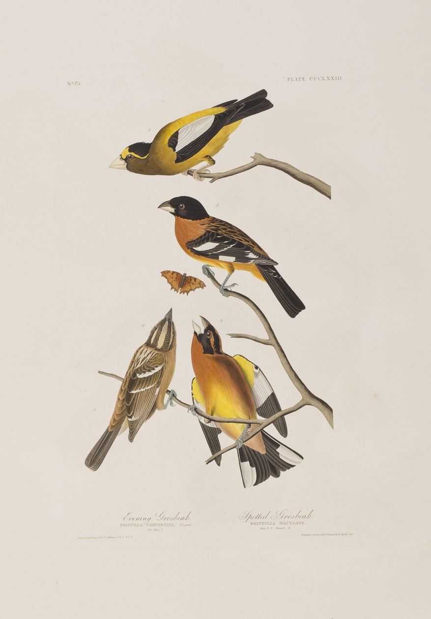 Ilustrace z 