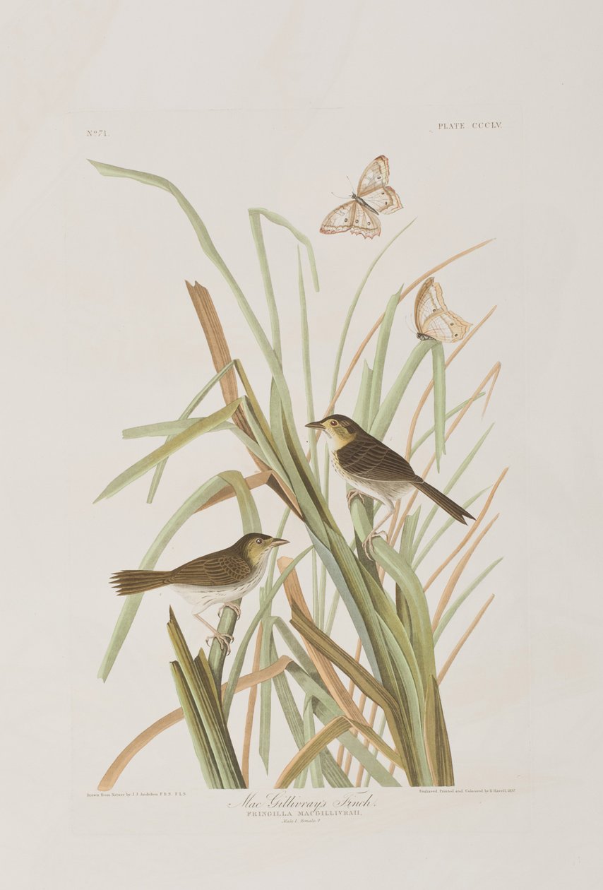 Ilustrace z 