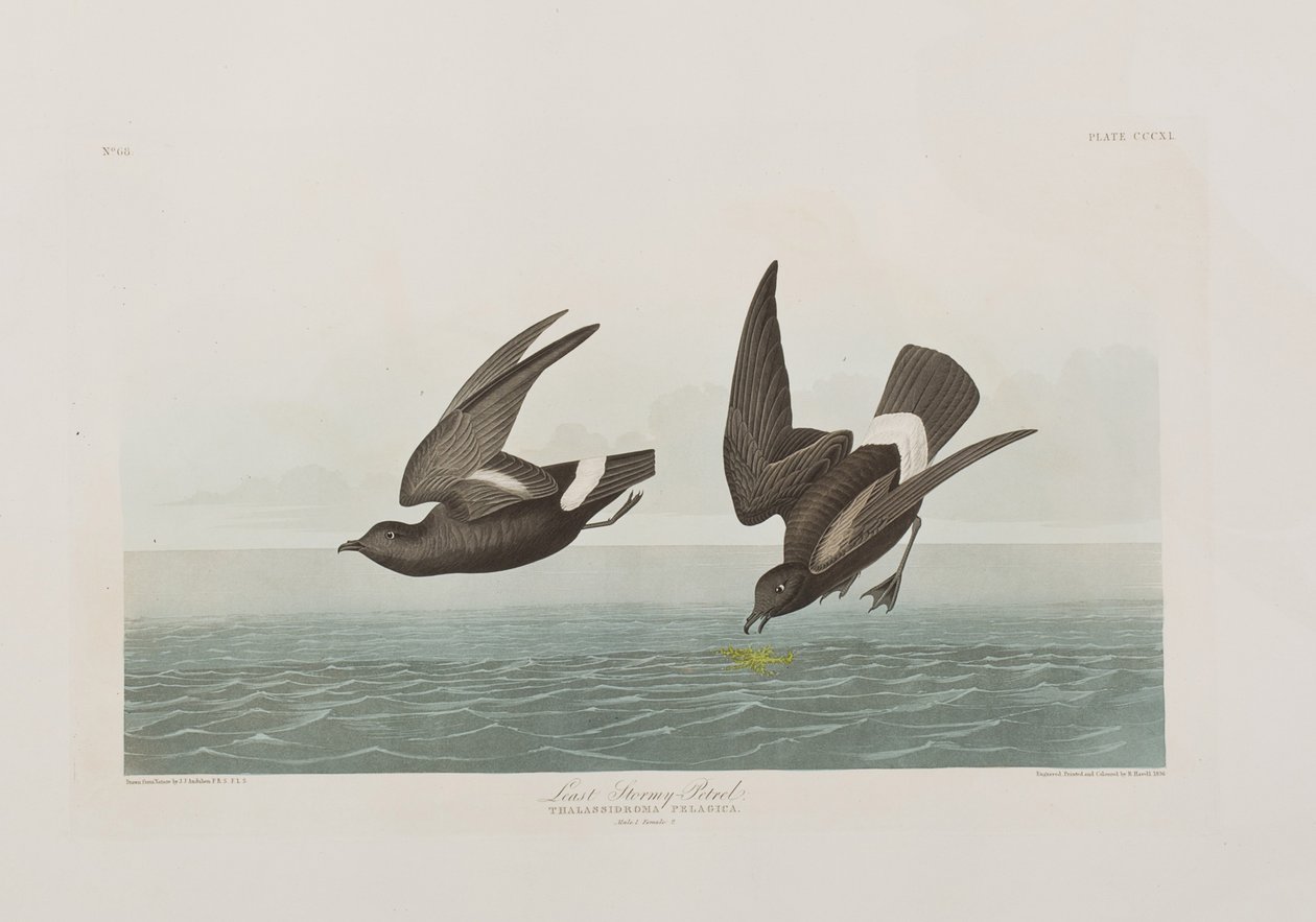 Ilustrace z 