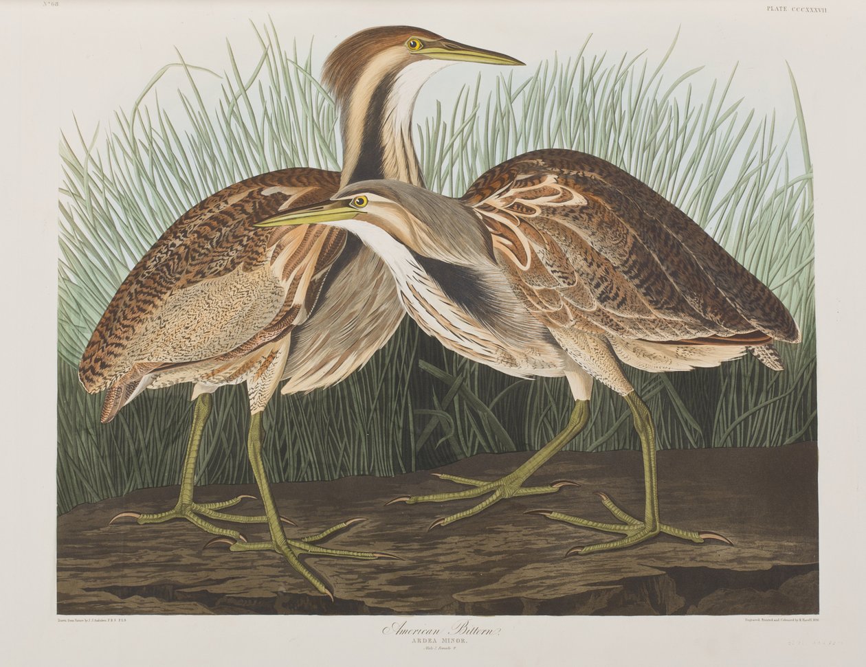 Ilustrace z 