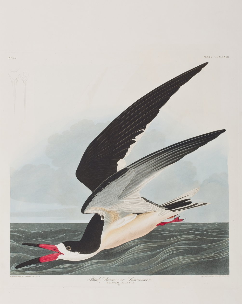 Ilustrace z 