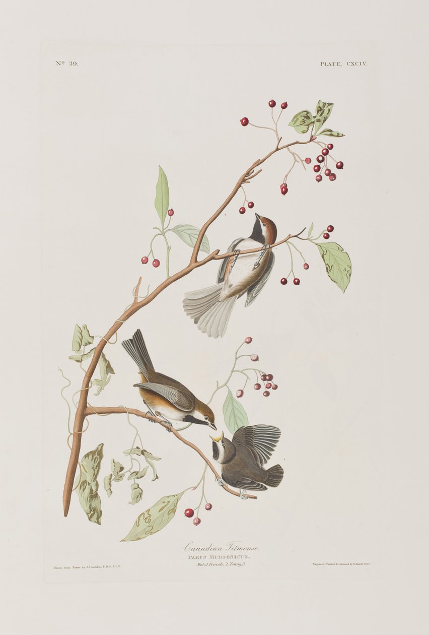 Ilustrace z 