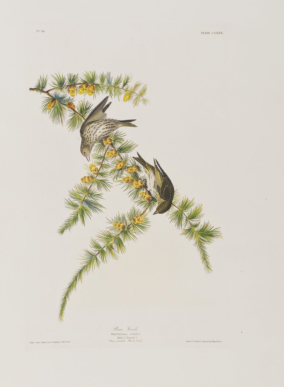 Ilustrace z 