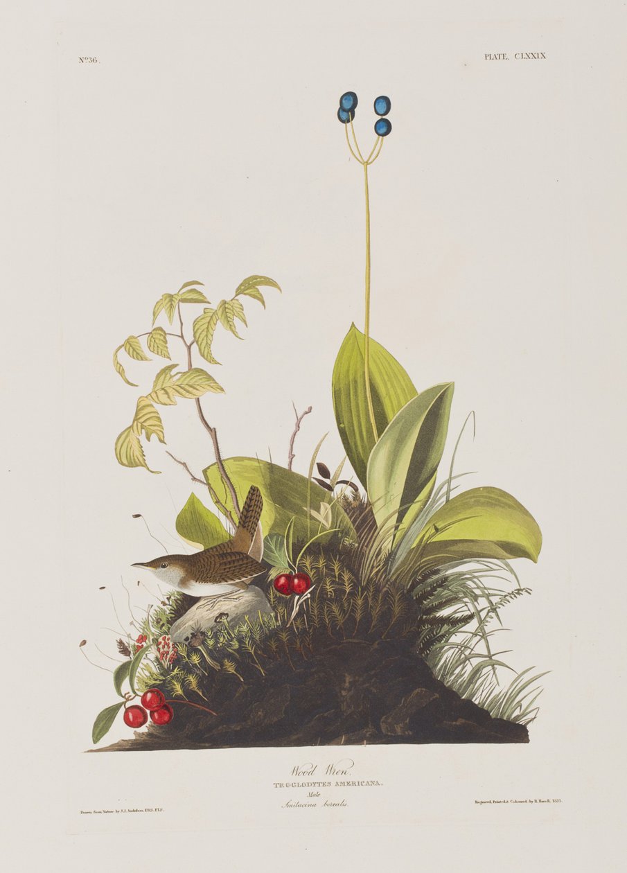 Ilustrace z 