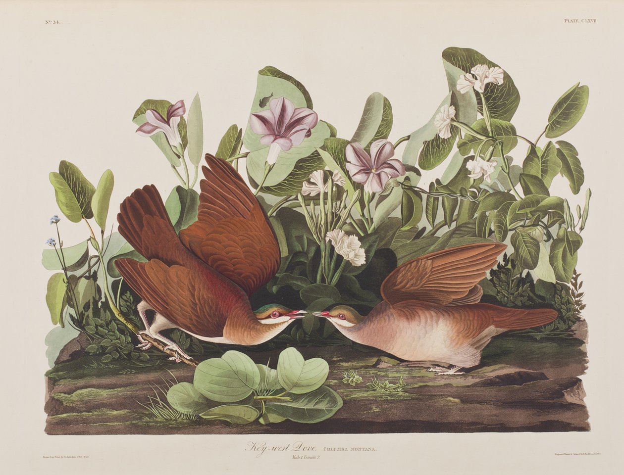 Ilustrace z 
