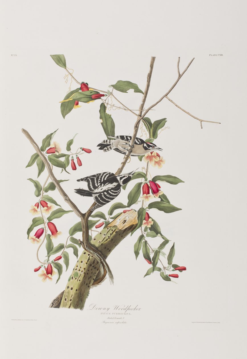 Ilustrace z 