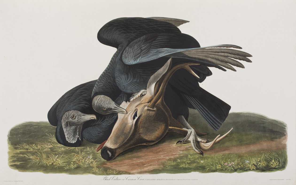 Ilustrace z 