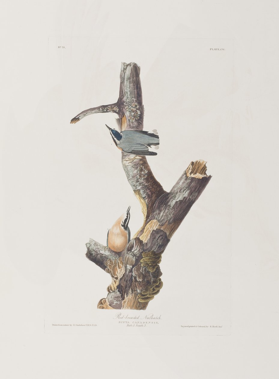 Ilustrace z 