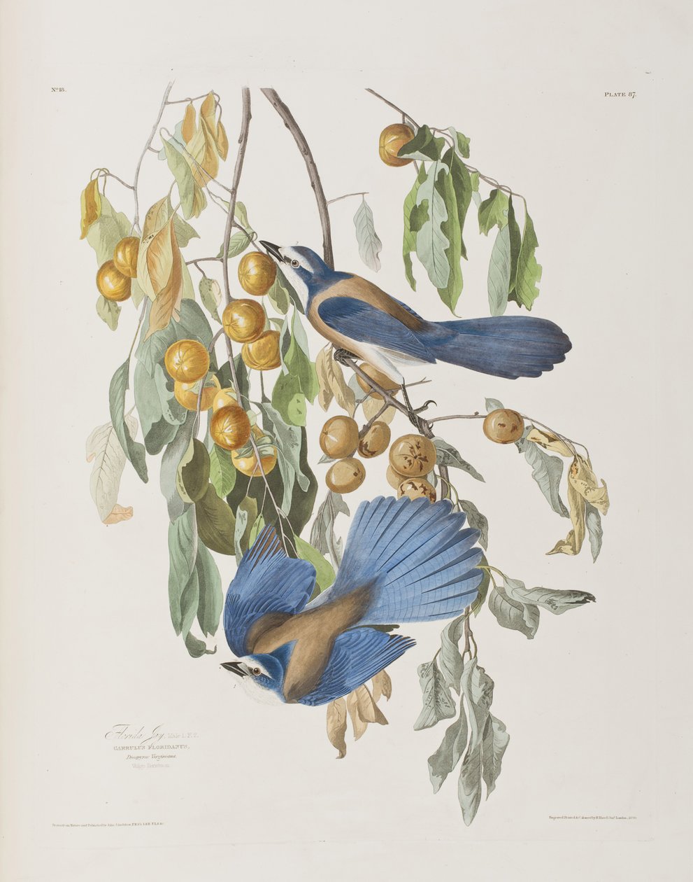 Ilustrace z 