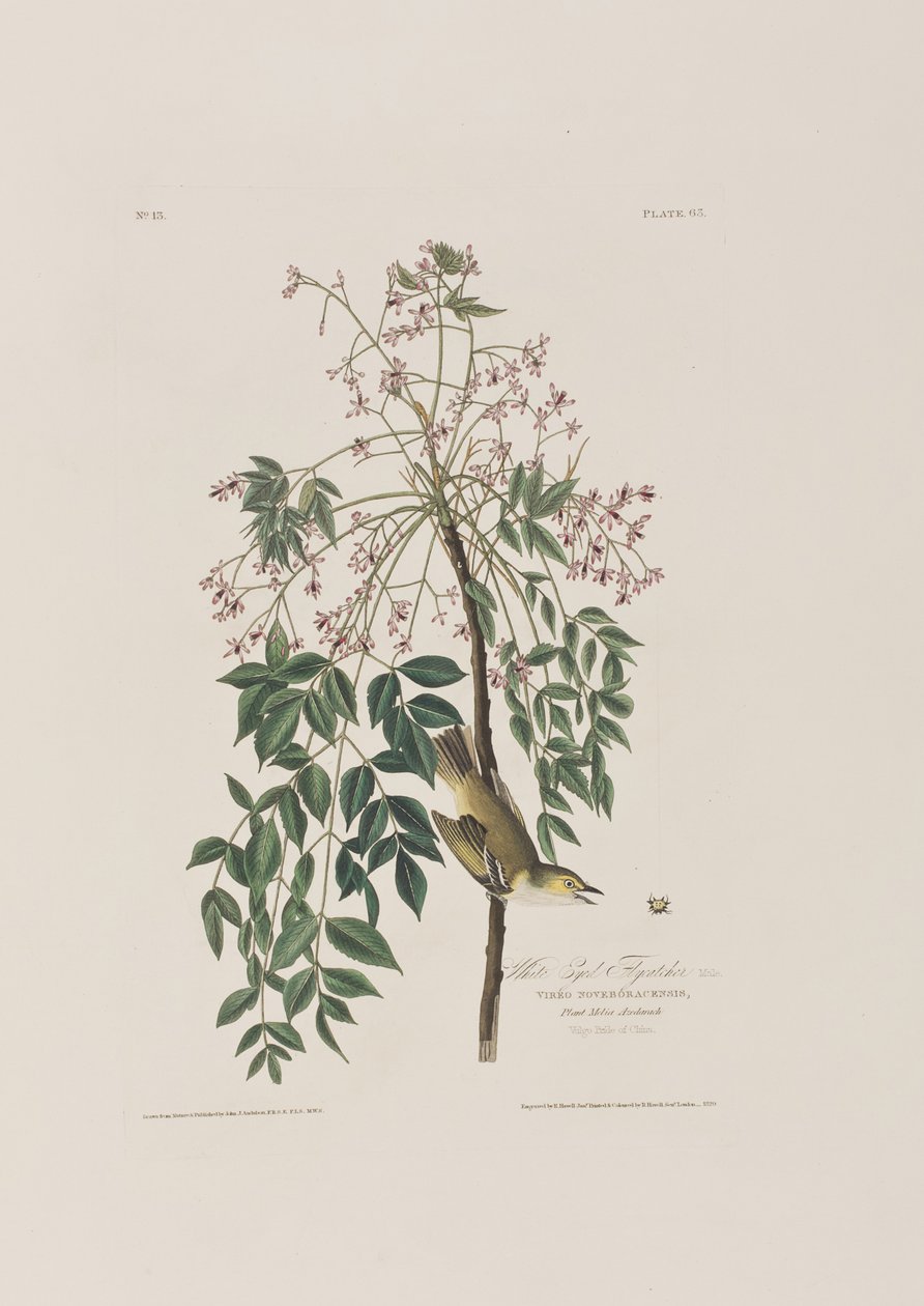 Ilustrace z 