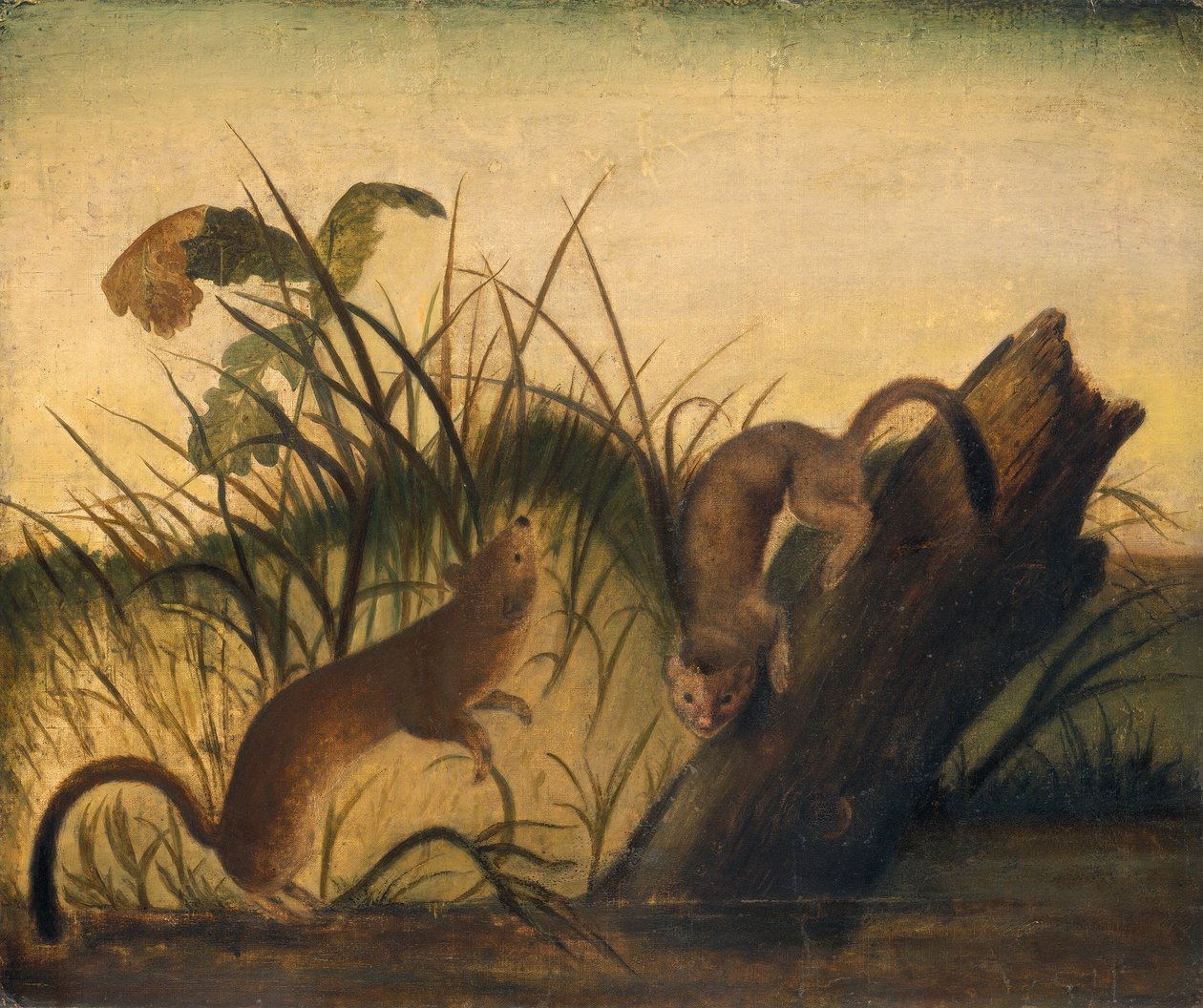 lasice dlouhoocasá, c. 1845. od John James Audubon