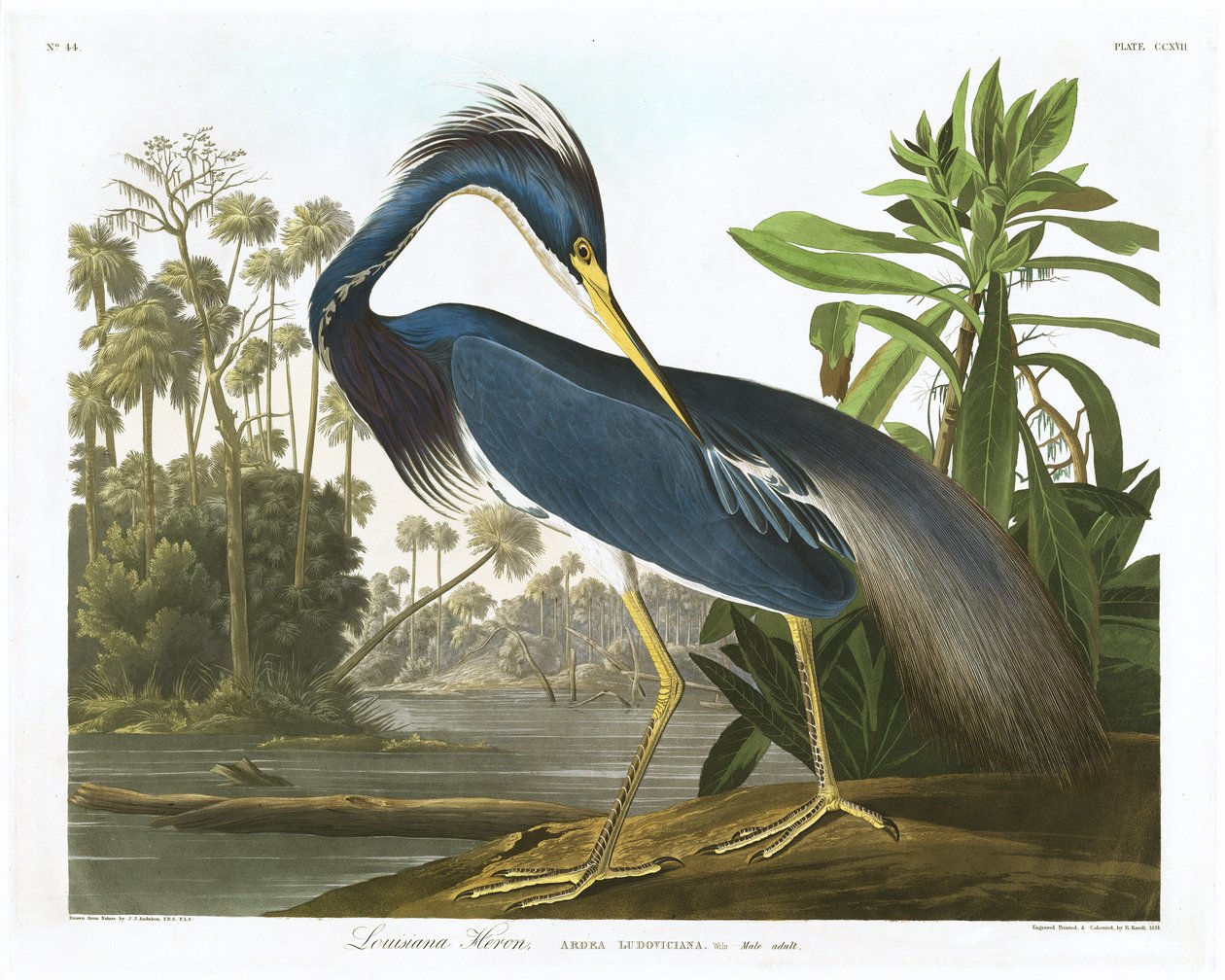 Louisiana Heron, 1834 od John James Audubon