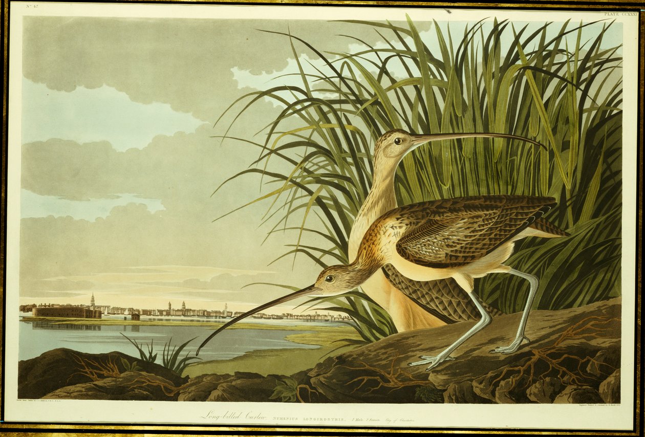 Muž a žena Long Billed Curlew od John James Audubon