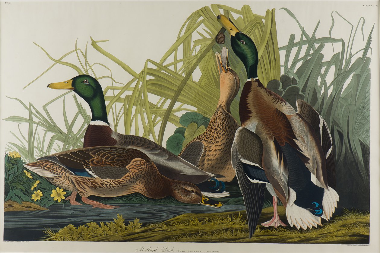 Kachna divoká, 1834 (wc na papíře) od John James Audubon