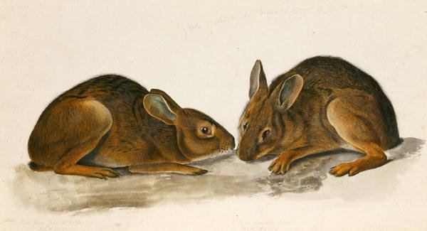 Marsh Hares (wc na papíře) od John James Audubon