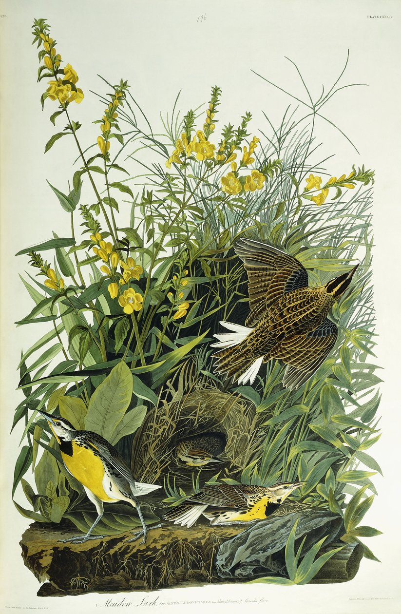 Skřivánek luční, 1832 od John James Audubon