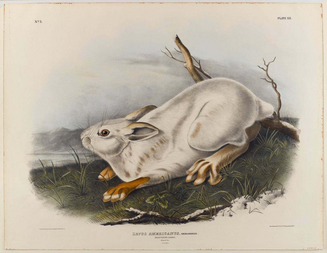 Zajíc severní (zimní srst) od John James Audubon
