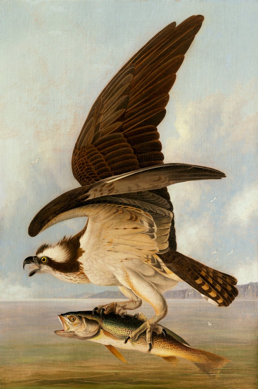 Osprey a Slabá ryba od John James Audubon