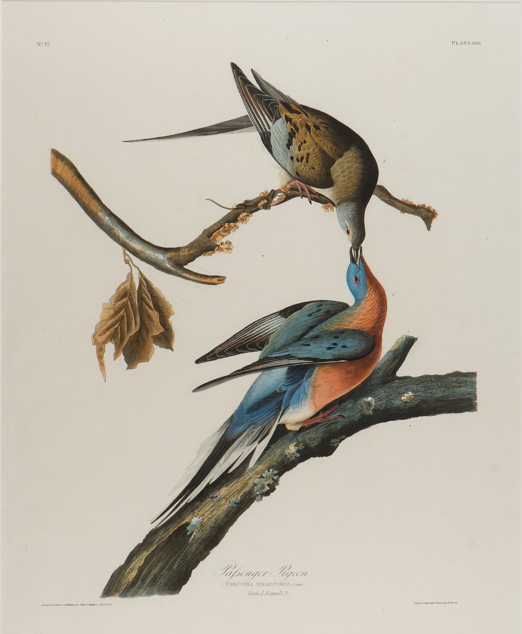 Holub pasažér, 1827-1838 (čb na papíře) od John James Audubon