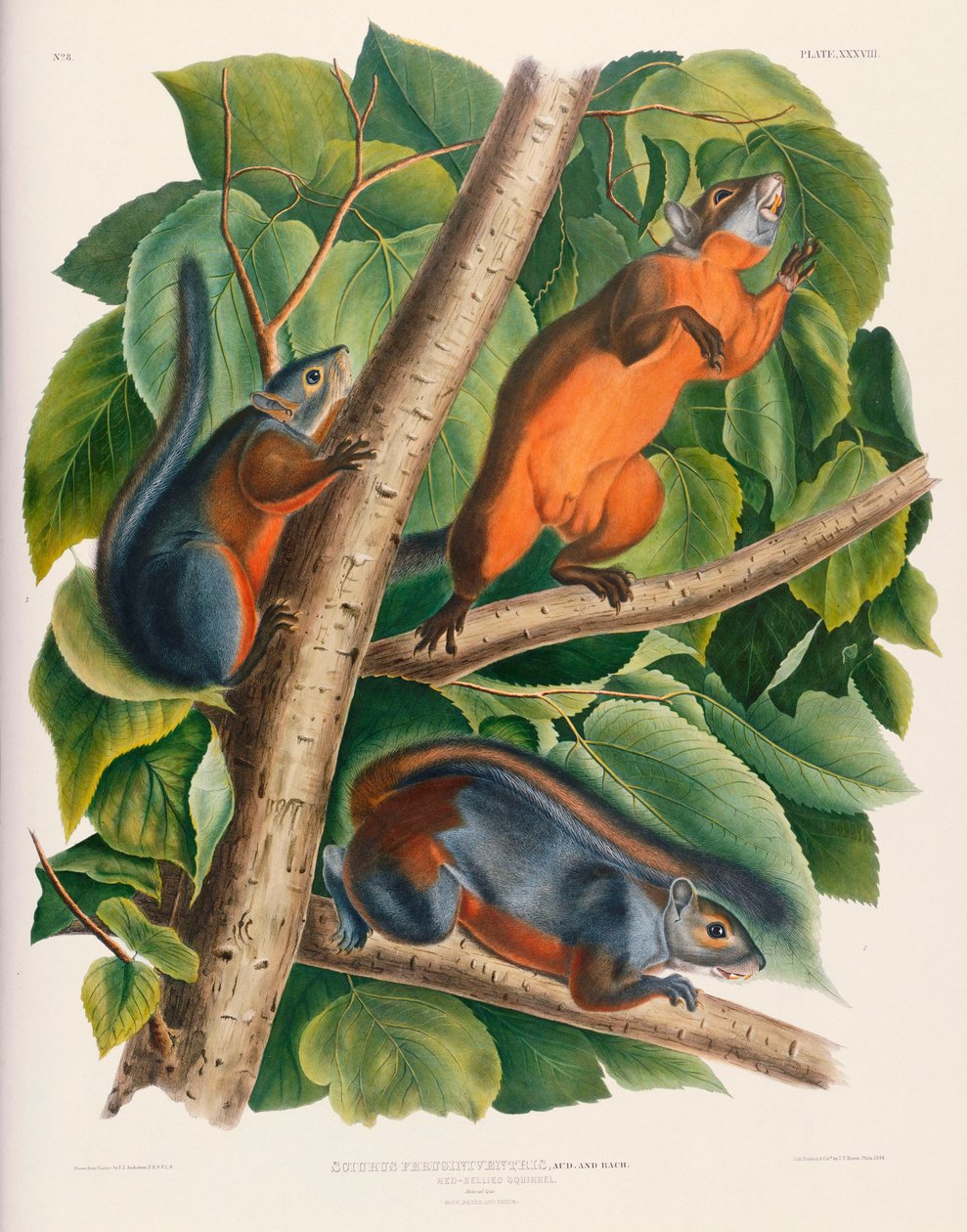 Veverka rudobřichá od John James Audubon