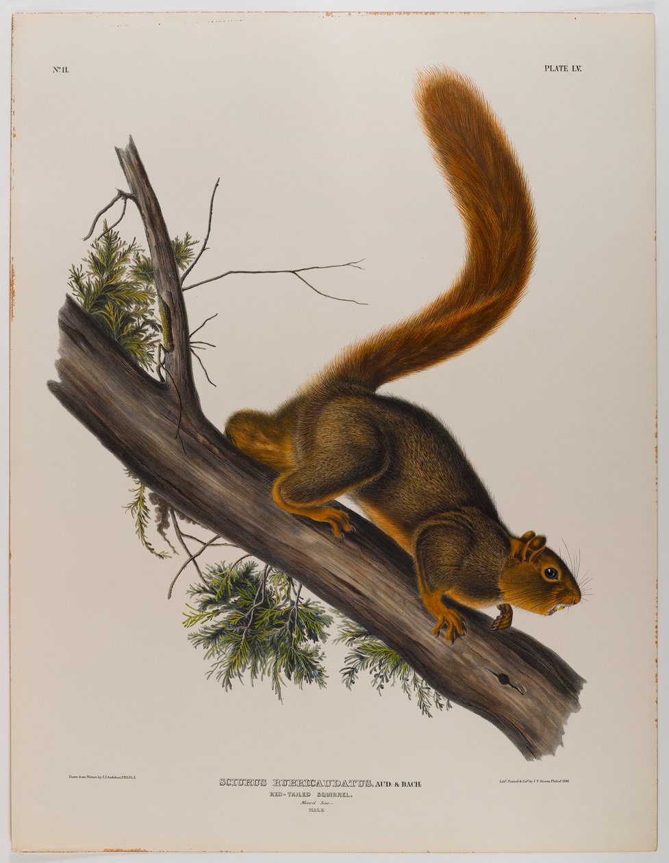 Veverka rudoocasá od John James Audubon