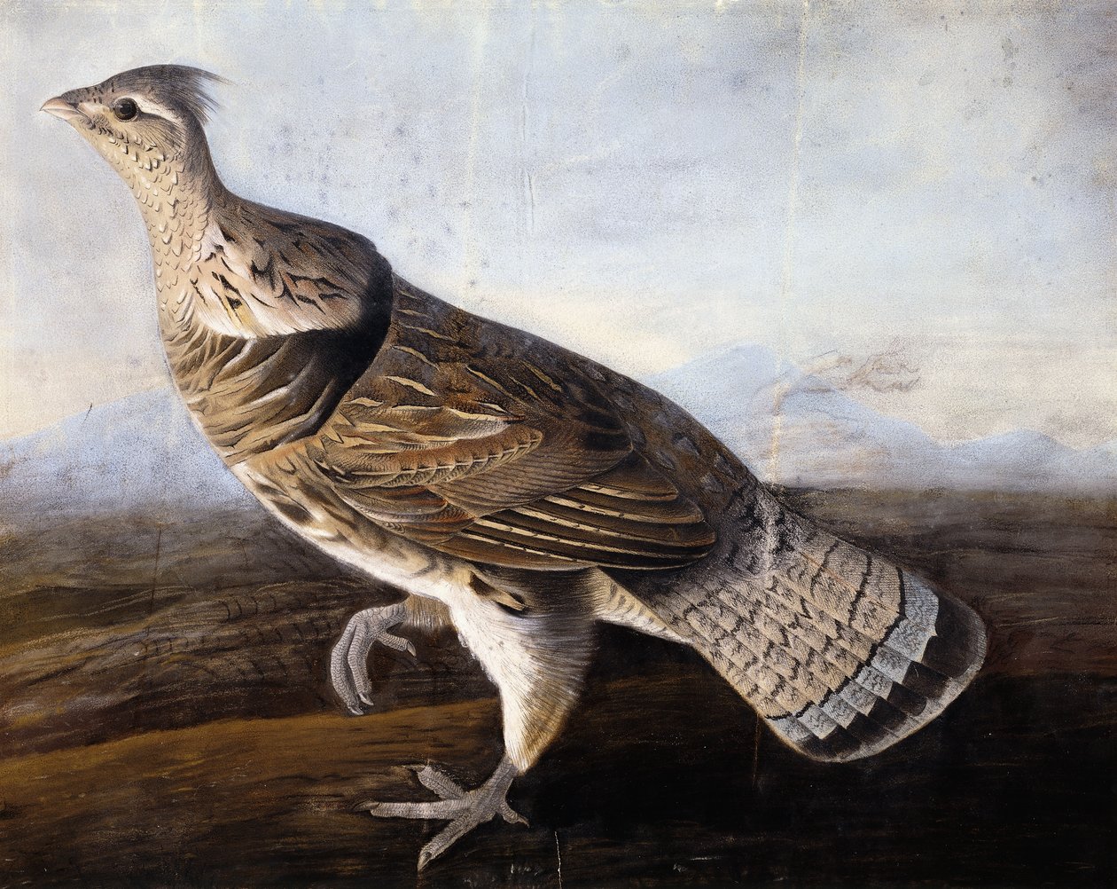 tetřev, od John James Audubon