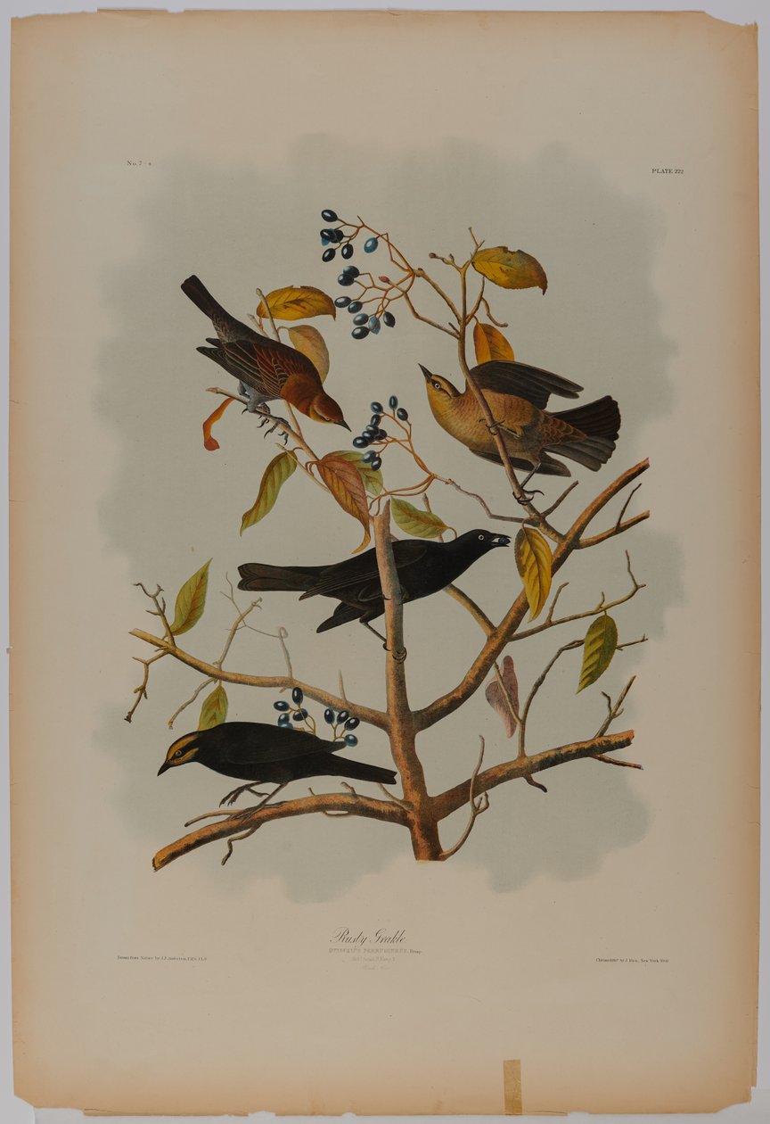 Hrabáč rezavý od John James Audubon