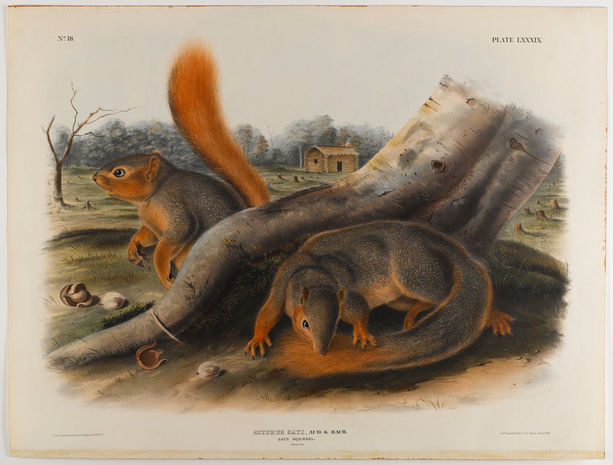 Říká veverka od John James Audubon