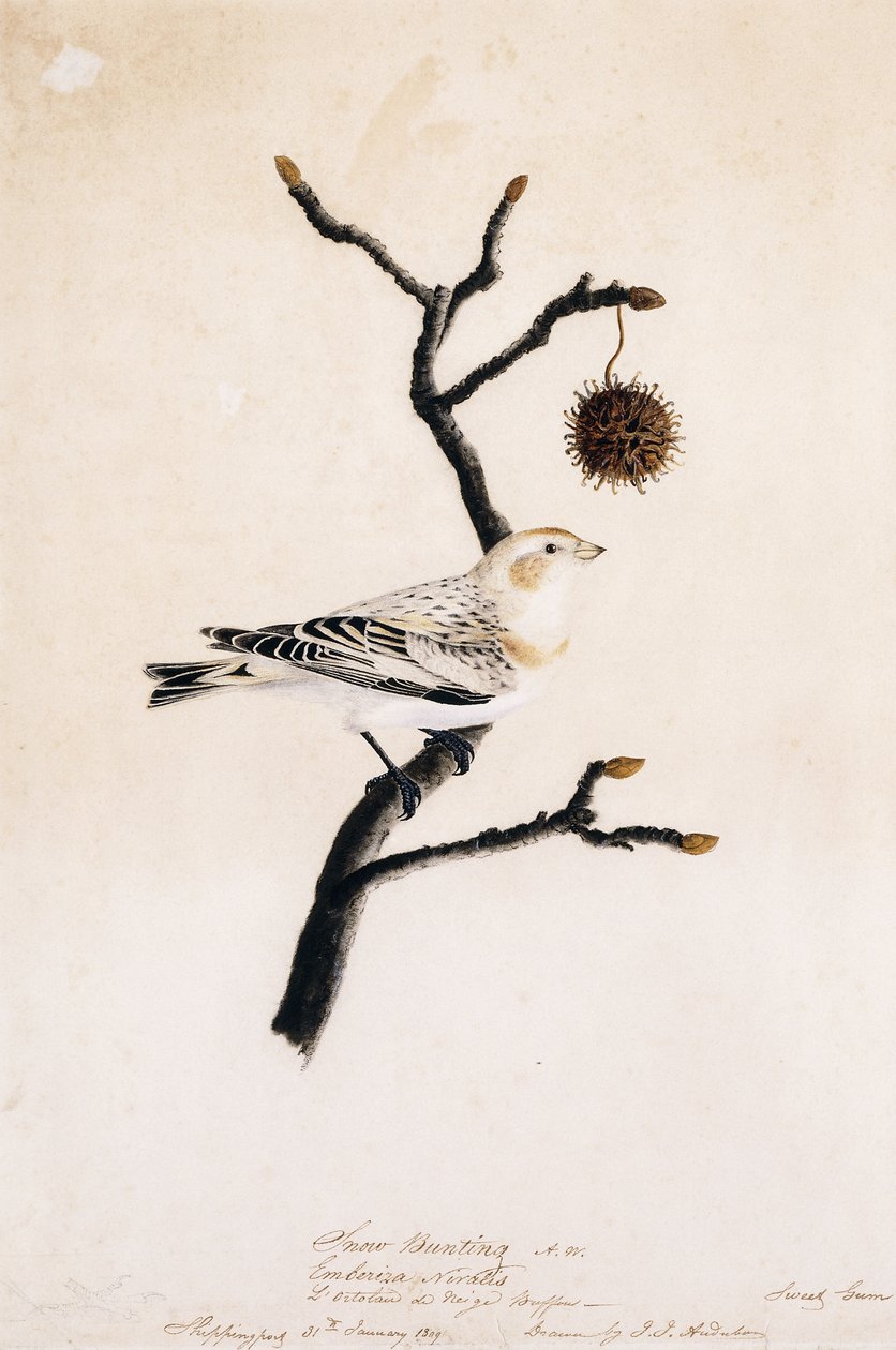 Strnad sněžný, 1809 od John James Audubon