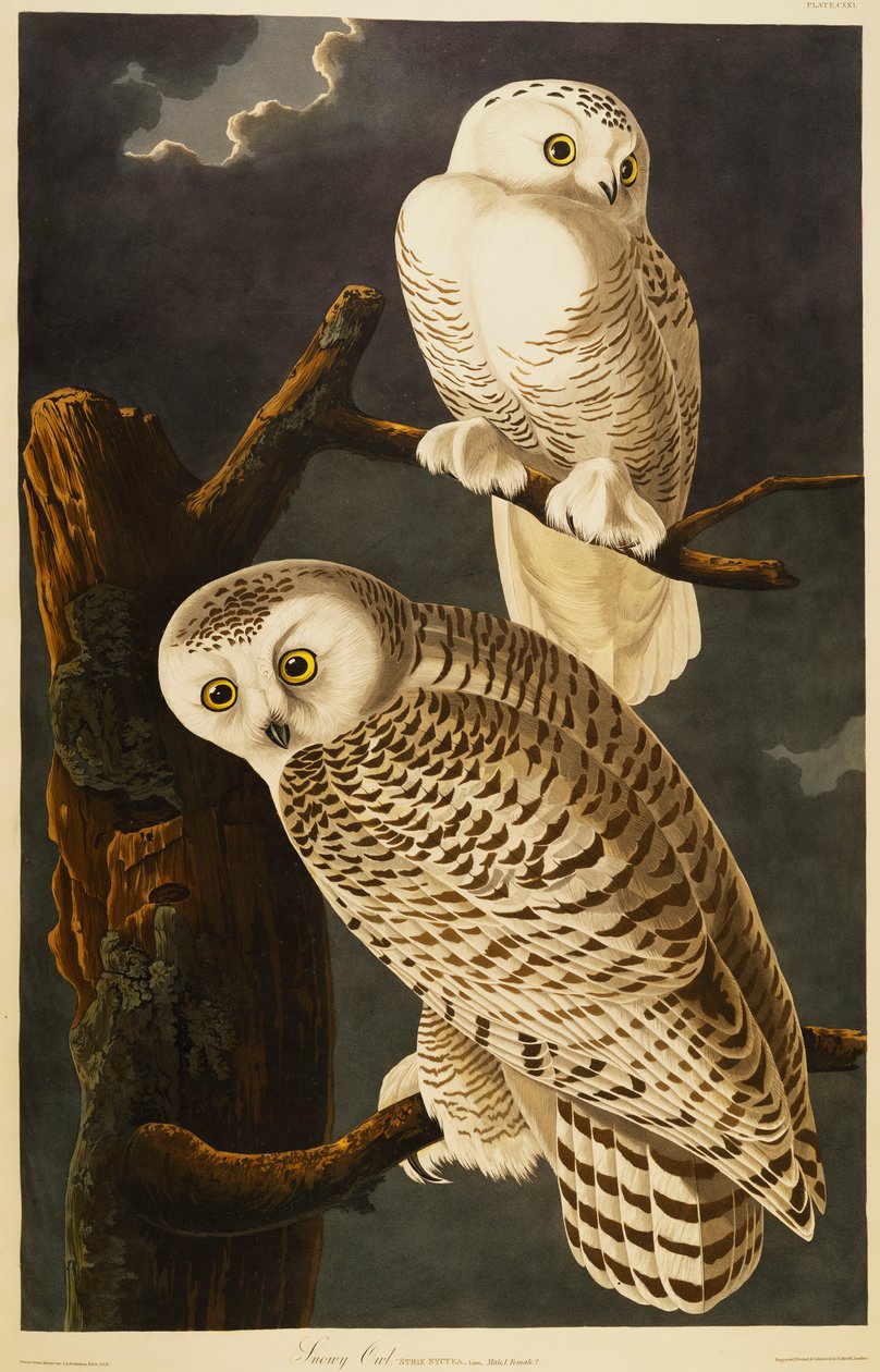 Sněžná Sova od John James Audubon