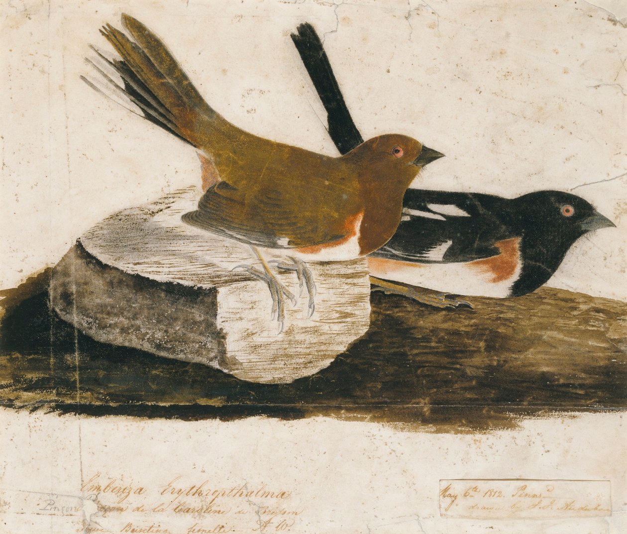 Zajíc polní od John James Audubon