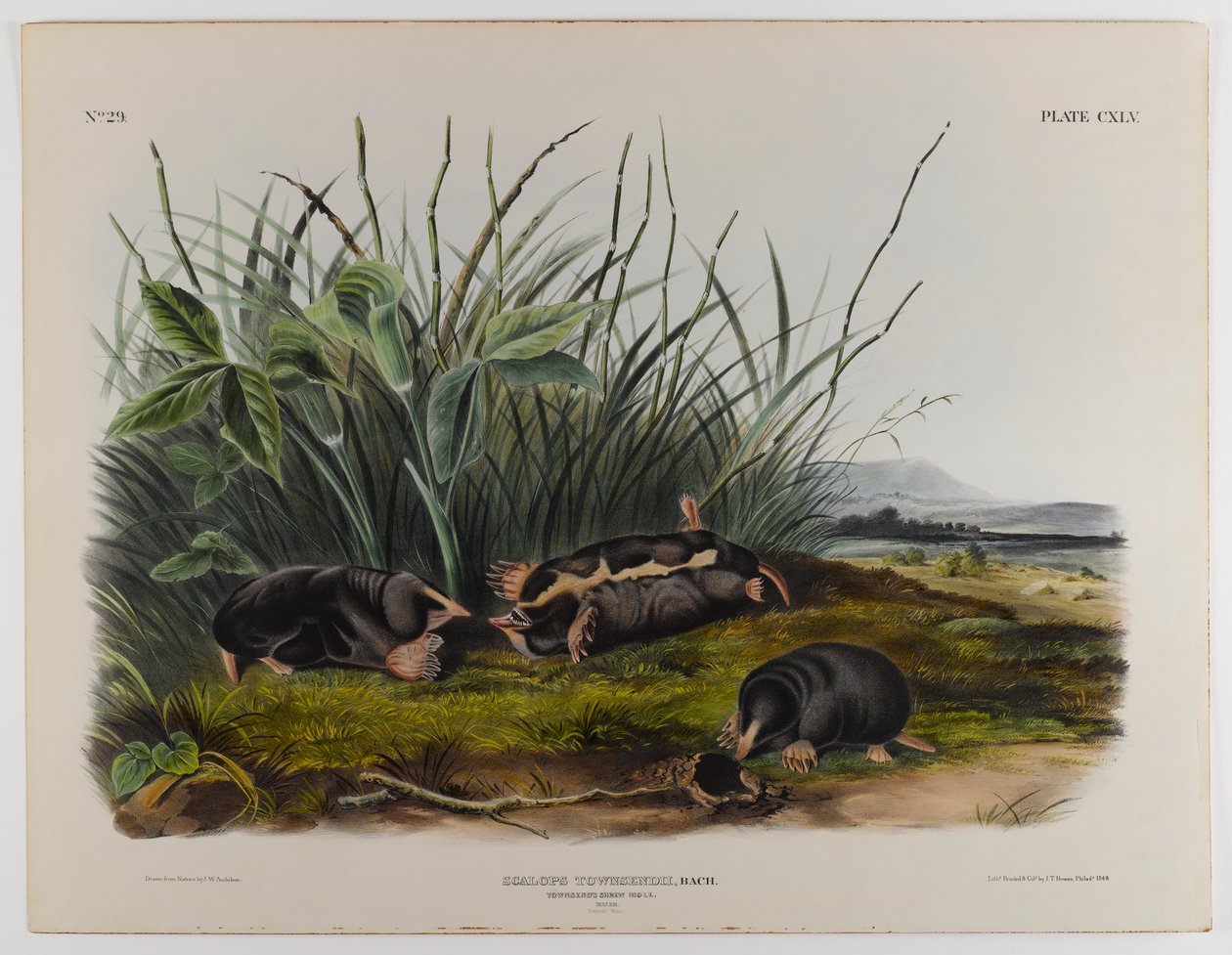 Townsends rejsek krtek od John James Audubon