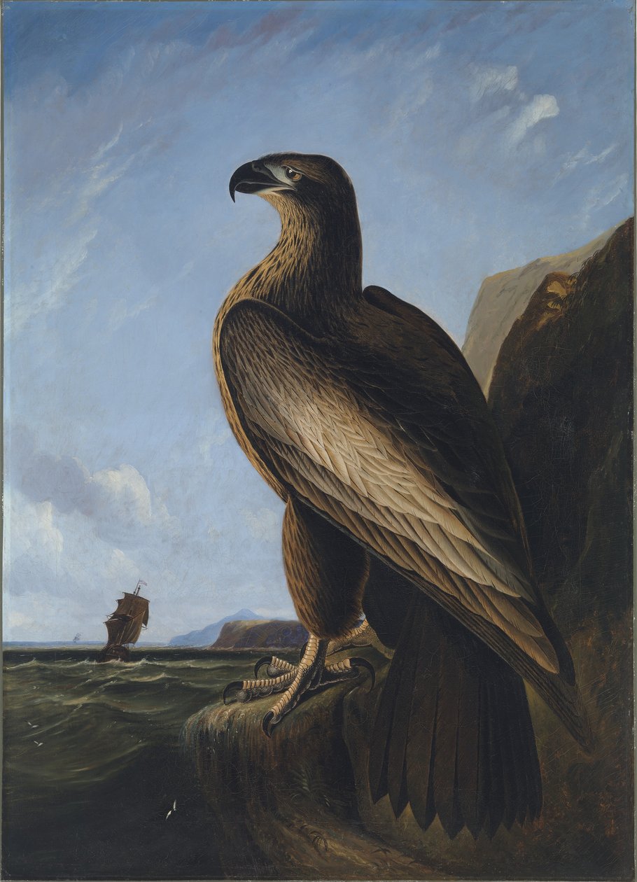 Washingtonský orel mořský od John James Audubon