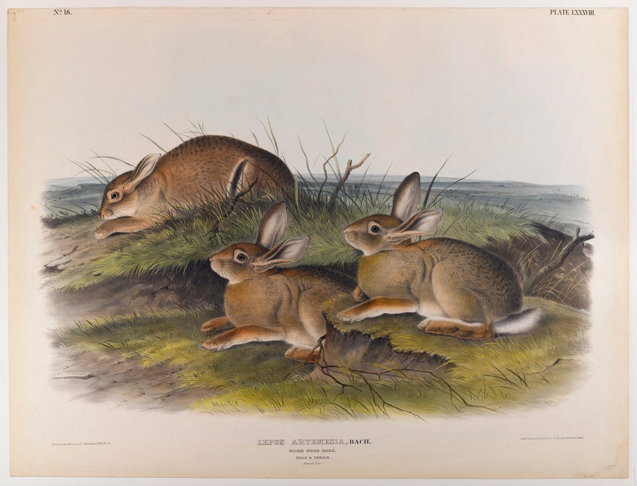 Červ zajíc od John James Audubon