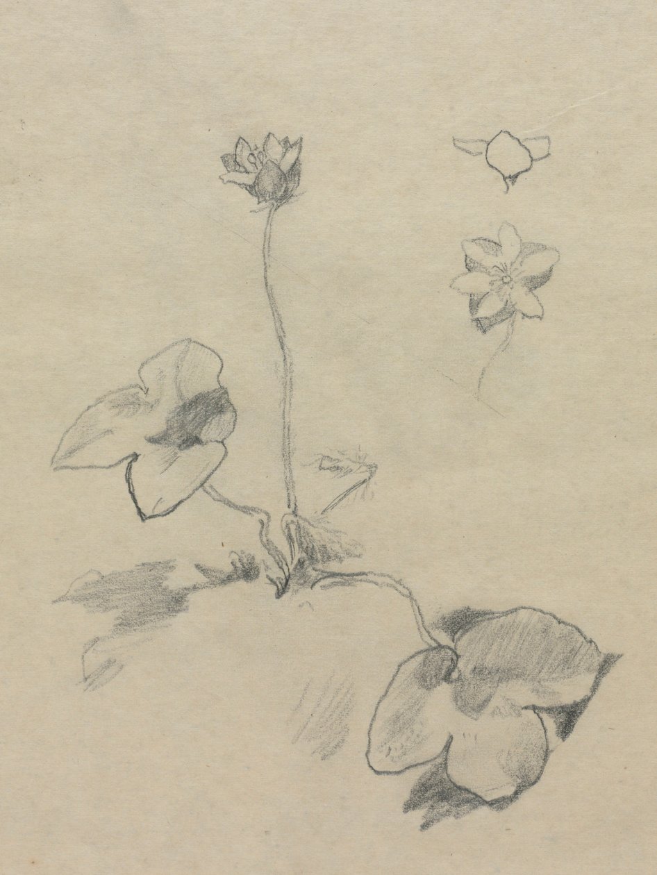Anemone od John La Farge