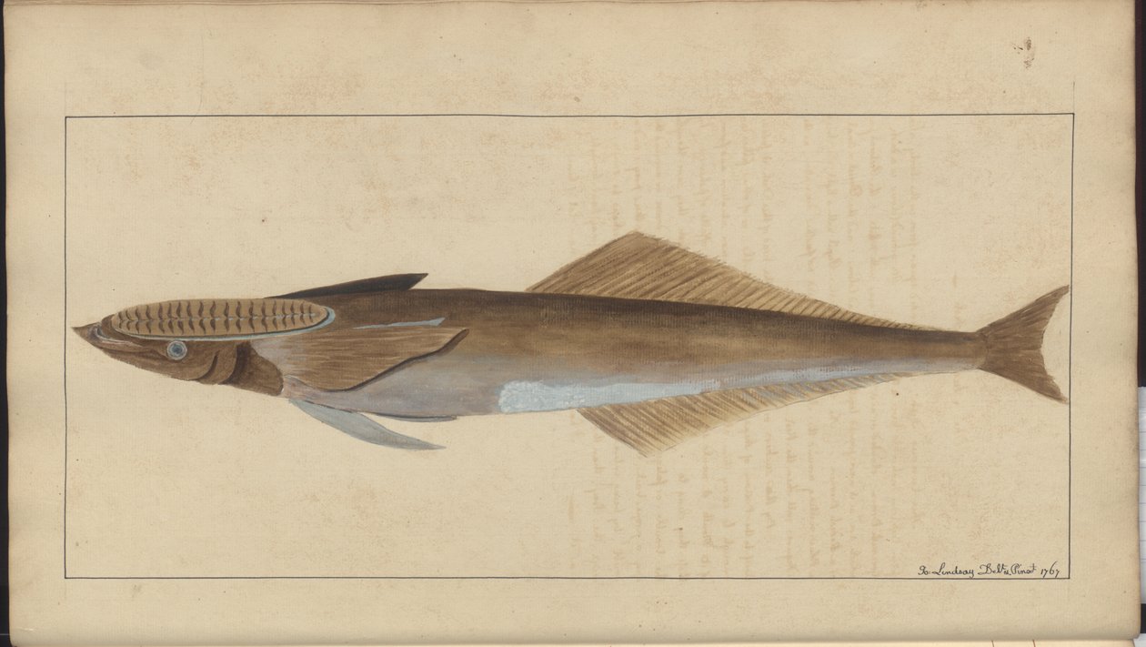 Lindsay Drawings Vol. VII od John Lindsay