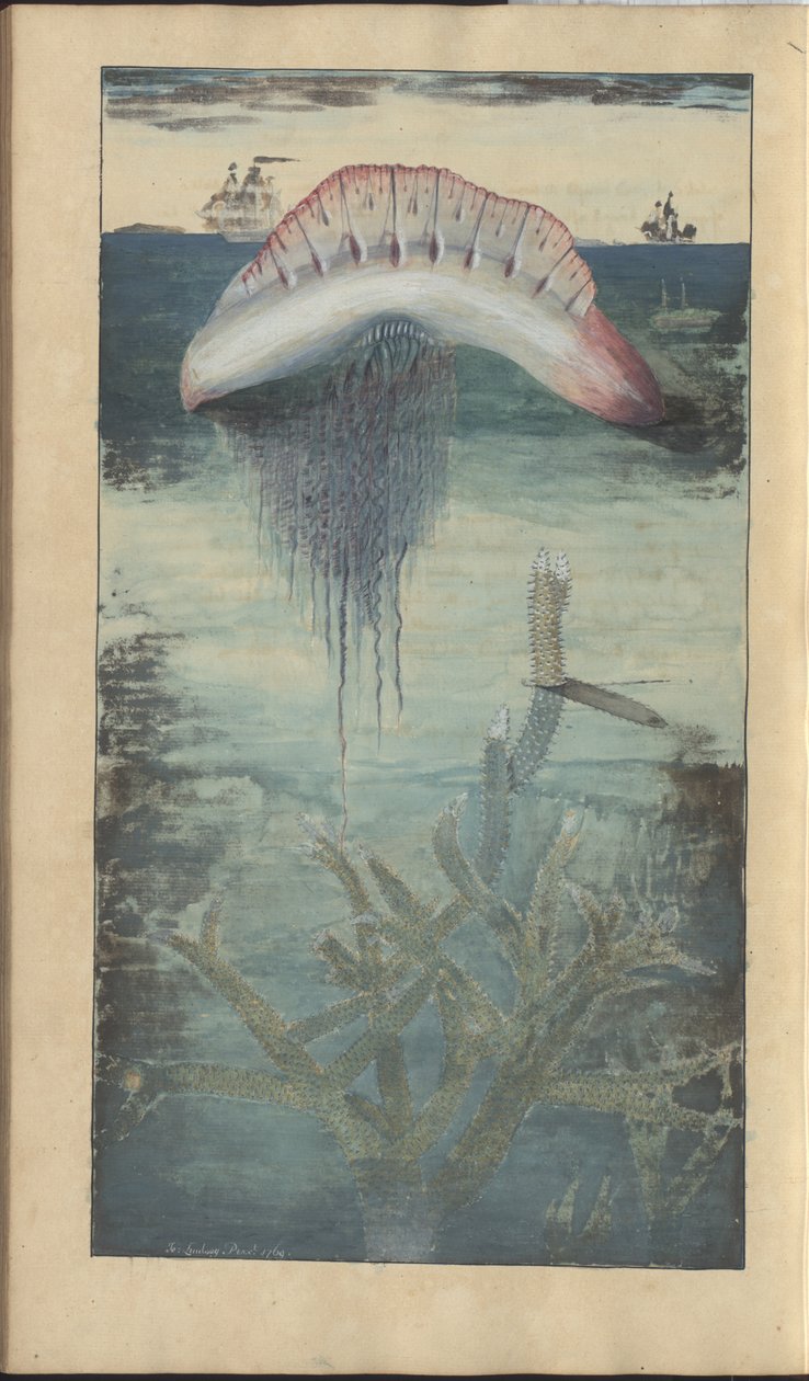 Lindsay Drawings Vol. VII, 30 od John Lindsay