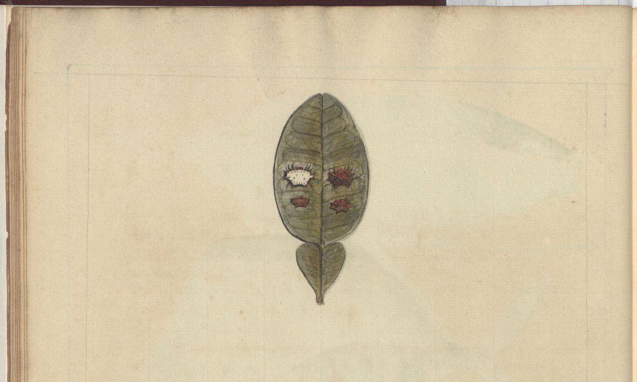 Lindsay Drawings Vol. VII, 3 od John Lindsay