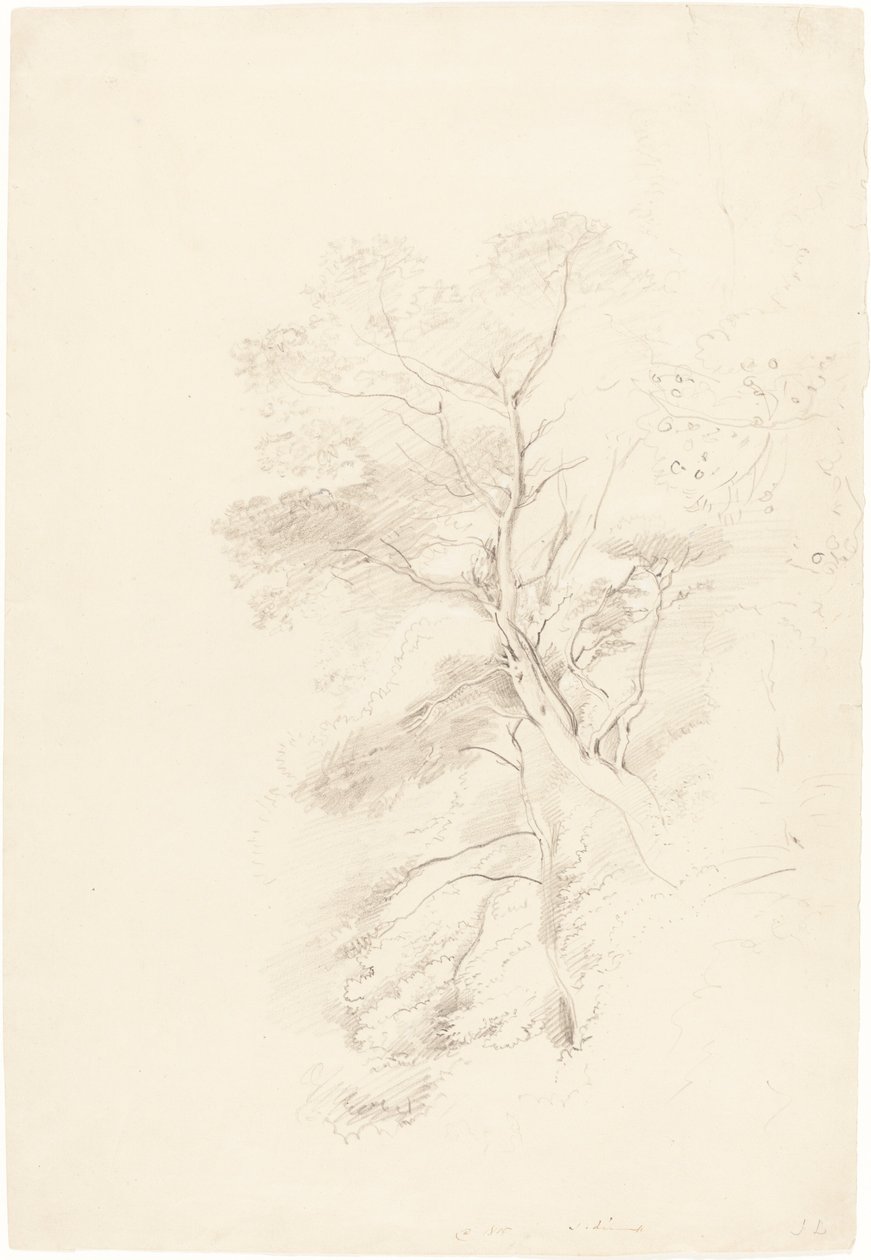 Bukové dřevo od John Linnell