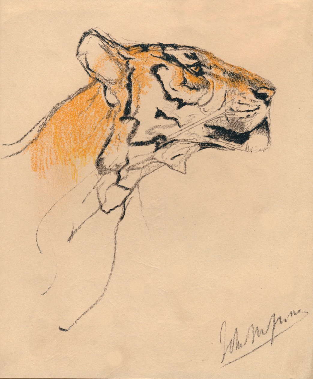 Hlava tygra, c1910 od John Macallan Swan