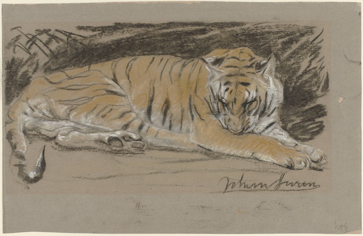 Tygřice od John Macallan Swan