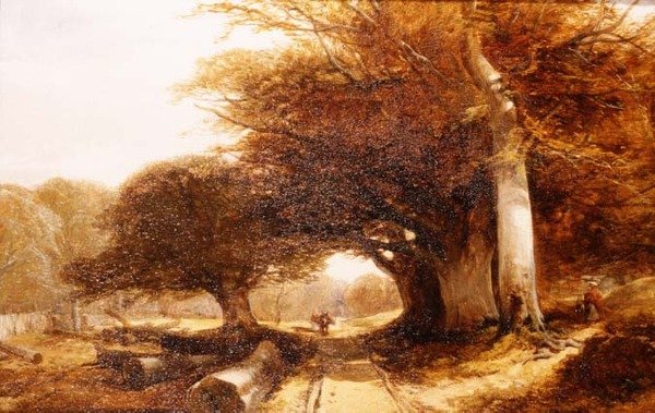 Lesní scenérie od John Middleton