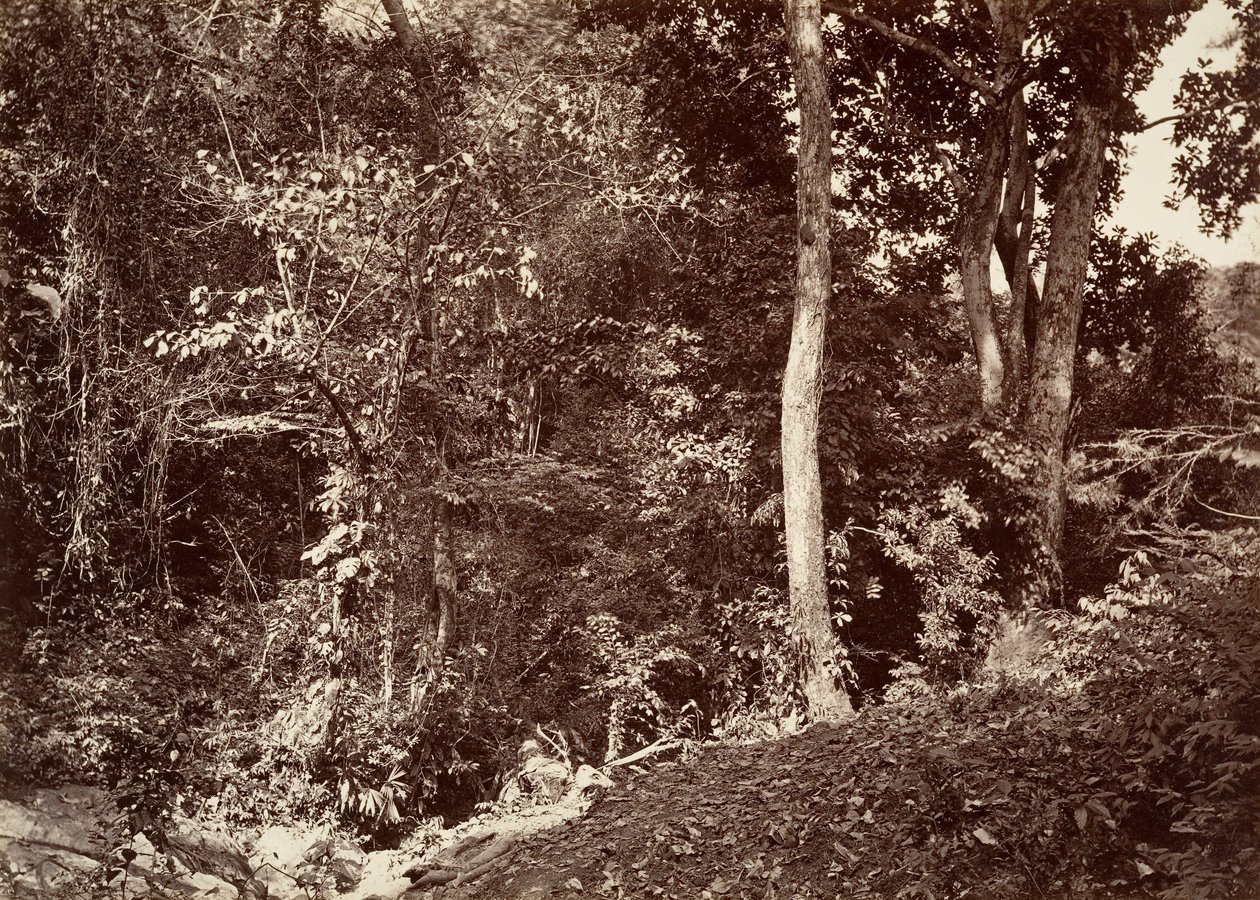 Tropická krajina, pohled poblíž Chipigana, 1871. od John Moran